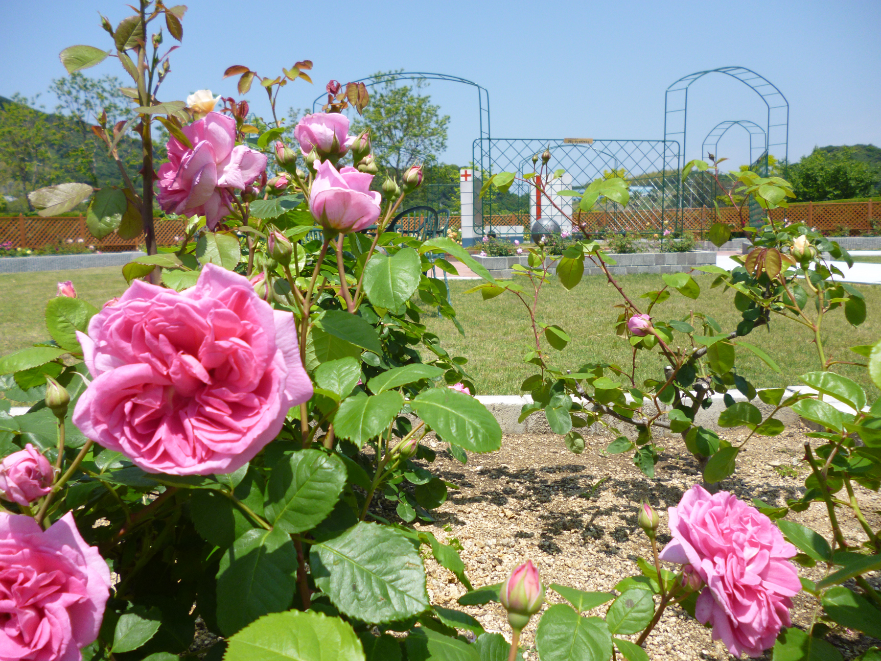 rose20140522-2